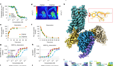 A µ-opioid receptor superagonist analgesic with minimal adverse effects