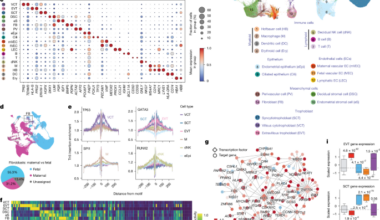 Single-cell spatiotemporal dissection of the human maternal–fetal interface
