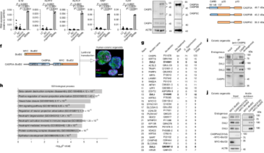 Caspase 5c amplifies Wnt via APC cleavage to promote intestinal homeostasis