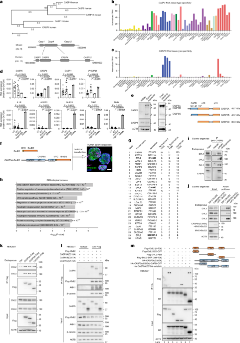 Caspase 5c amplifies Wnt via APC cleavage to promote intestinal homeostasis