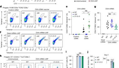 mRNA vaccines engage unconventional pathways in CD8+ T cell priming