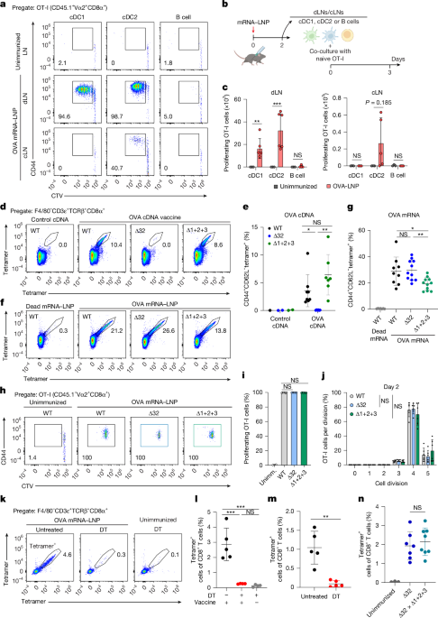 mRNA vaccines engage unconventional pathways in CD8+ T cell priming