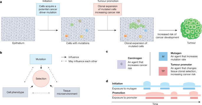 Tumour promotion through the lens of evolution