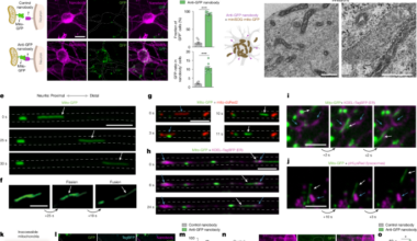 Cell-type-targeted mitochondrial transplantation rescues cell degeneration