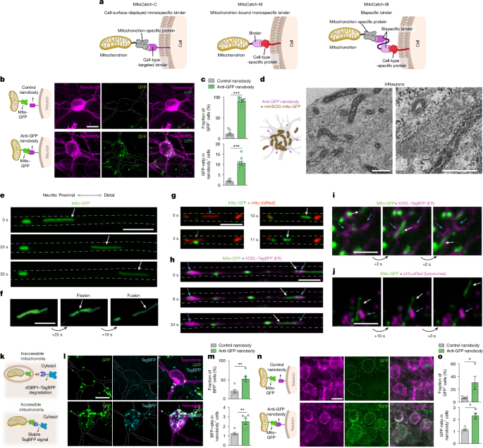 Cell-type-targeted mitochondrial transplantation rescues cell degeneration