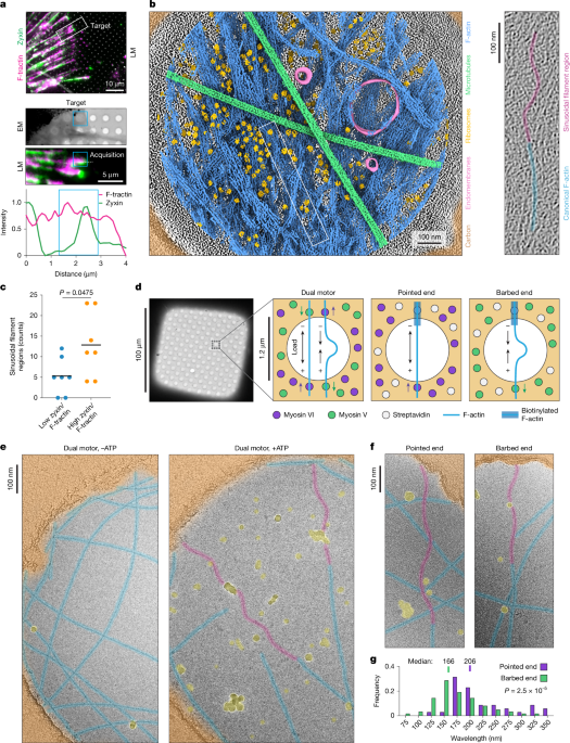 Myosin forces remodel F-actin for mechanosensitive protein recognition