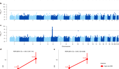 EBV strain interacts with host HLA to drive nasopharyngeal carcinoma risk