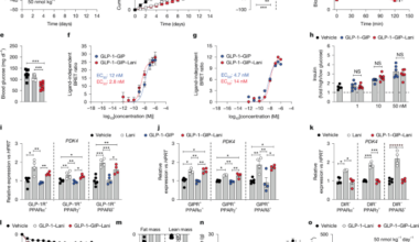 GLP-1R–GIPR–PPARα/γ/δ quintuple agonism corrects obesity and diabetes in mice