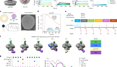 Vaccination generates broadly cross-neutralizing antibodies to the HIV Env apex