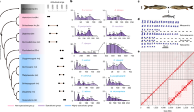Chromosomal fusions trigger rediploidization of autopolyploid genomes