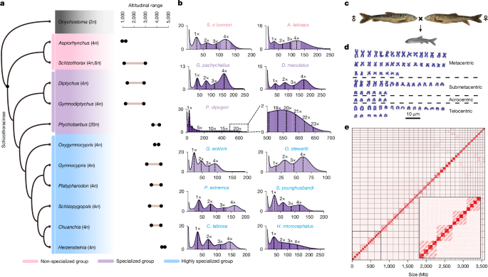 Chromosomal fusions trigger rediploidization of autopolyploid genomes