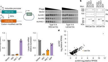 Translation-dependent degradation of cas12 mRNA triggered by an anti-CRISPR