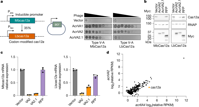 Translation-dependent degradation of cas12 mRNA triggered by an anti-CRISPR