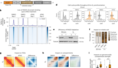 Postmitotic transcription and 3D regulation show locus-specific and differentiation-specific sensitivity to cohesin depletion