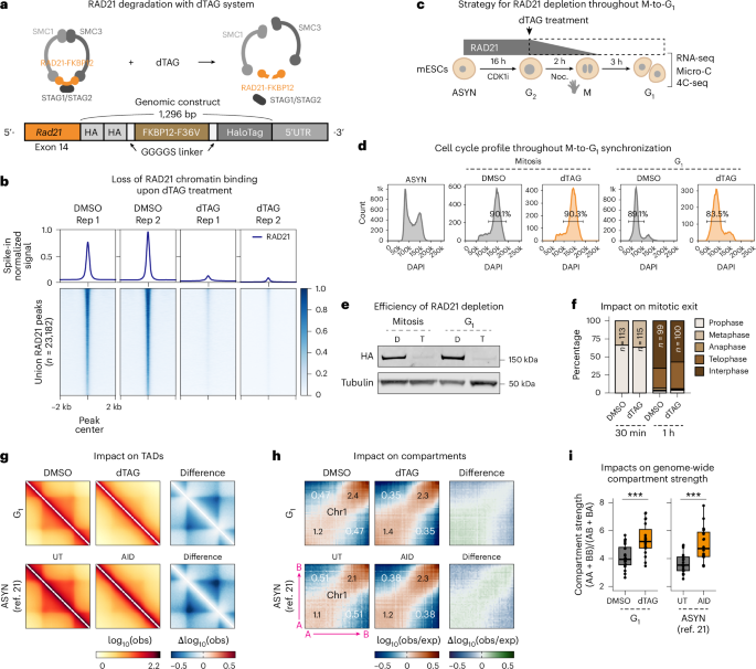 Postmitotic transcription and 3D regulation show locus-specific and differentiation-specific sensitivity to cohesin depletion