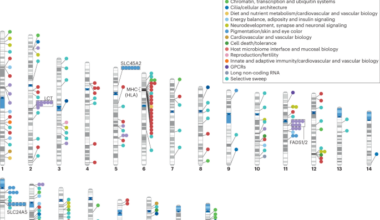 Insights into human adaptation from ancient DNA