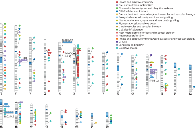 Insights into human adaptation from ancient DNA