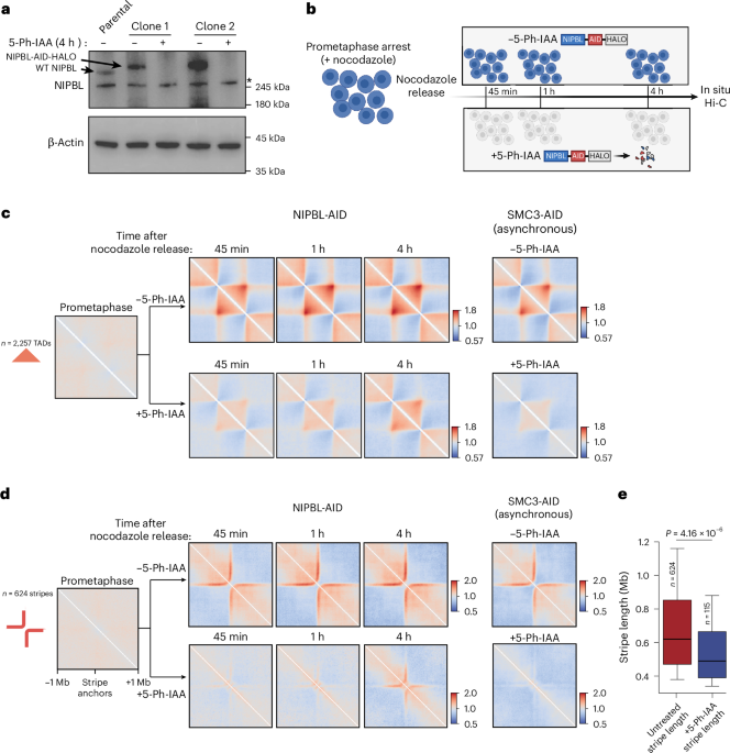 De novo formation of cis-regulatory contacts in the absence of NIPBL-driven chromatin loop extrusion