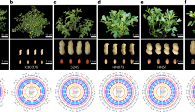 Telomere-to-telomere genome assemblies and population resequencing of diploid and allotetraploid peanut varieties