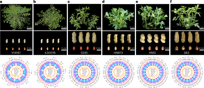 Telomere-to-telomere genome assemblies and population resequencing of diploid and allotetraploid peanut varieties