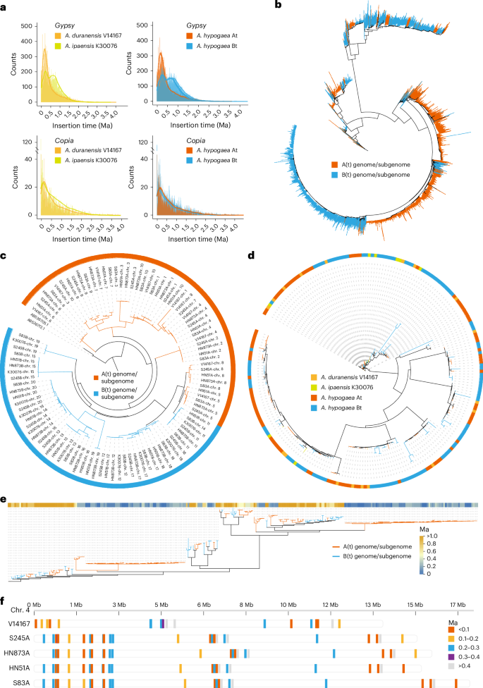 Fig. 2: Asymmetric subgenome evolution.