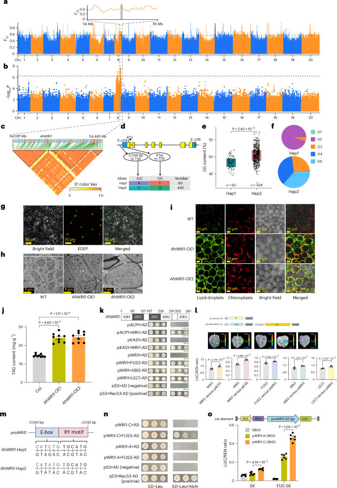 Fig. 5: Causal gene and haplotype controlling oil content.