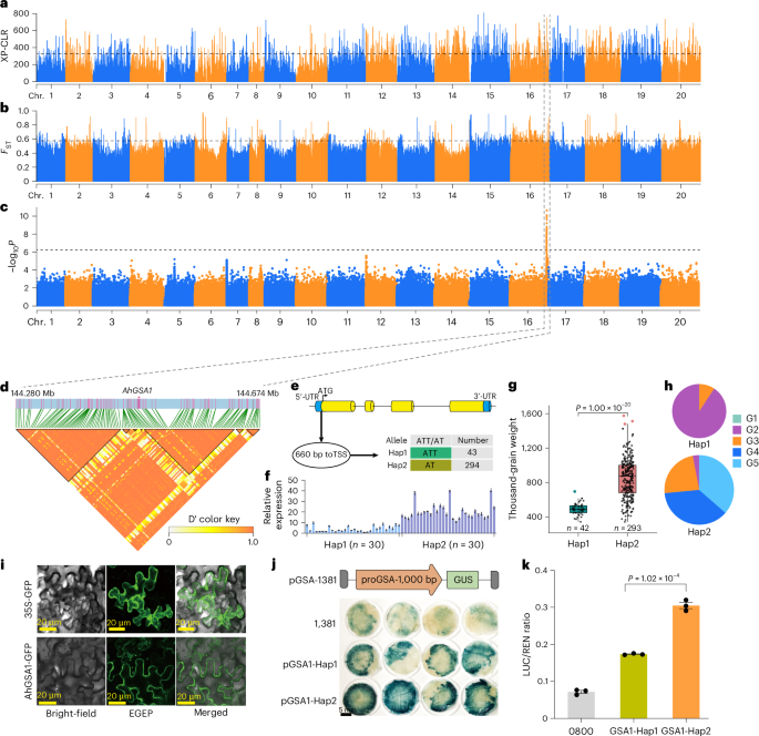 Fig. 6: Candidate gene associated with peanut seed size and weight.