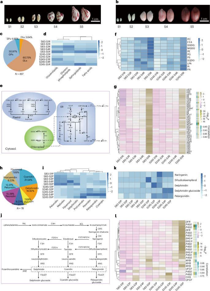 Fig. 7: Transcriptomic and metabolomic analysis during seed development.