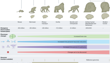 Genomic approaches for understanding the evolution of the human brain