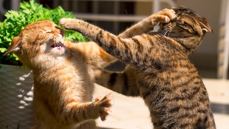 Two cats fighting outside.Image via Shutterstock &sol; Mariya Ilmaz