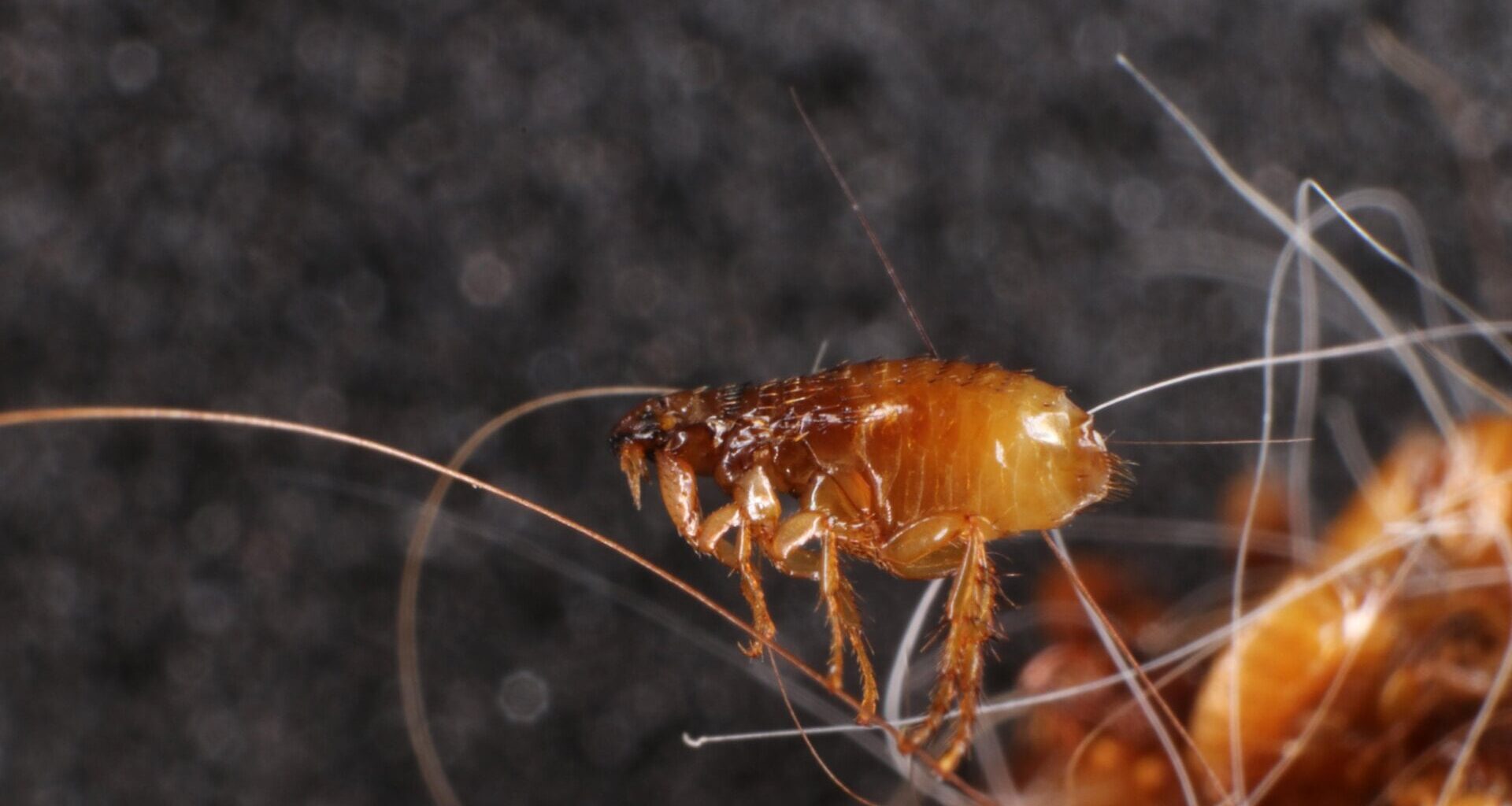 A cat flea (Ctenocephalides felis). These bloodsucking parasites are a common source of flea-borne typhus.
