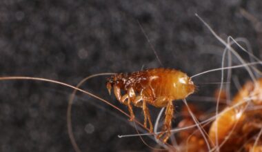 A cat flea (Ctenocephalides felis). These bloodsucking parasites are a common source of flea-borne typhus.