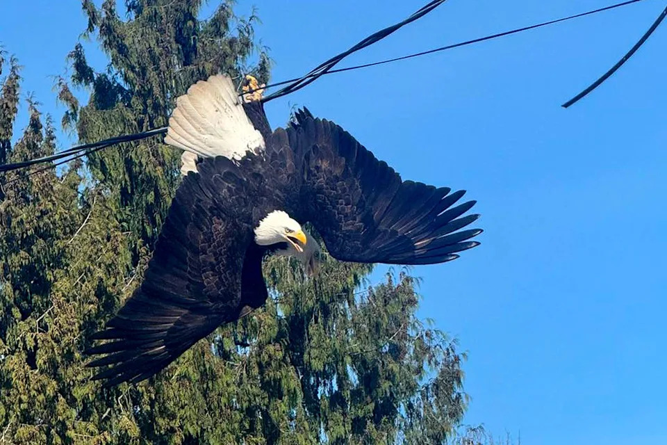 Bald Eagle trapped in power lineCredit: OWL Orphaned Wildlife Rehabilitation Society