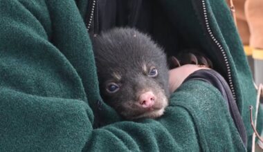 Study seeks to explain Vermont’s growing black bear population