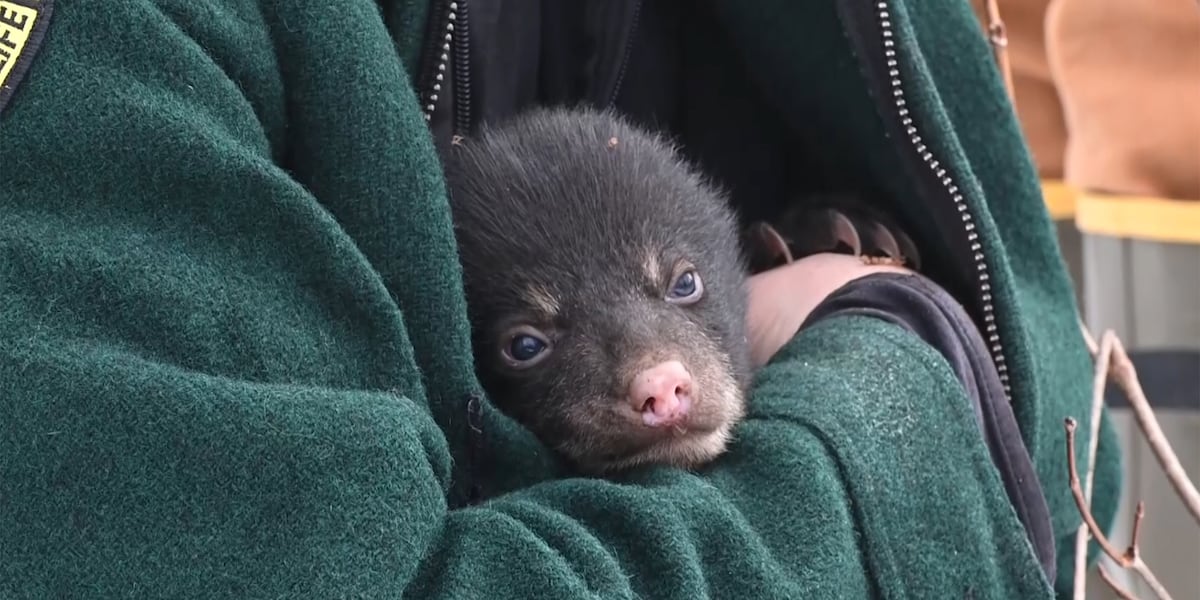 Study seeks to explain Vermont’s growing black bear population