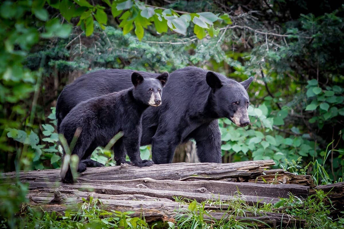 A close-up of a mama black bear with her cub.Image via Shutterstock&sol;jo Crebbin