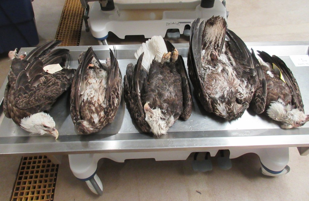 Five dead bald eagles lie on a stainless steel table.