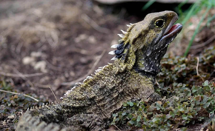 A tuatara, a reptile with rough, spiky skin and a crest along its back, rests on brown soil with small green plants. Its mouth is open, showing part of its tongue.