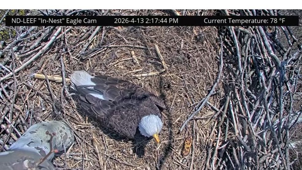 The eagle pair laid three eggs this season, but according to researchers, unfortunately none of the three will hatch (Photo by University of Notre Dame)