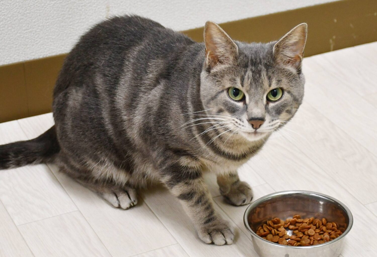 Japan team discovers why cats leave meals unfinished