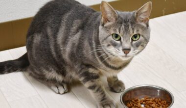 Japan team discovers why cats leave meals unfinished