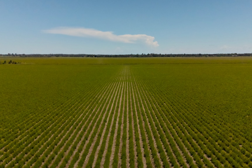 wide shot of tea tree plantation farm land