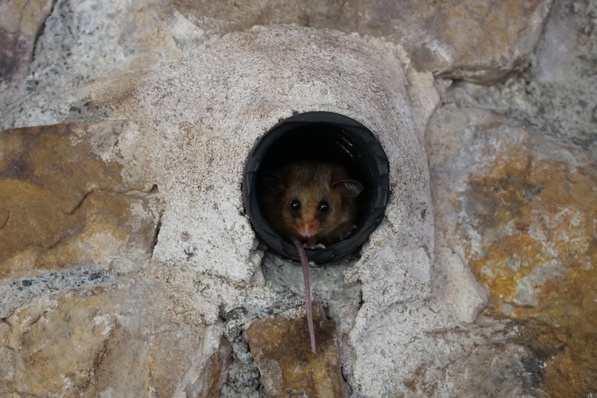 A Mountain Pygmy Possum in a rock wall