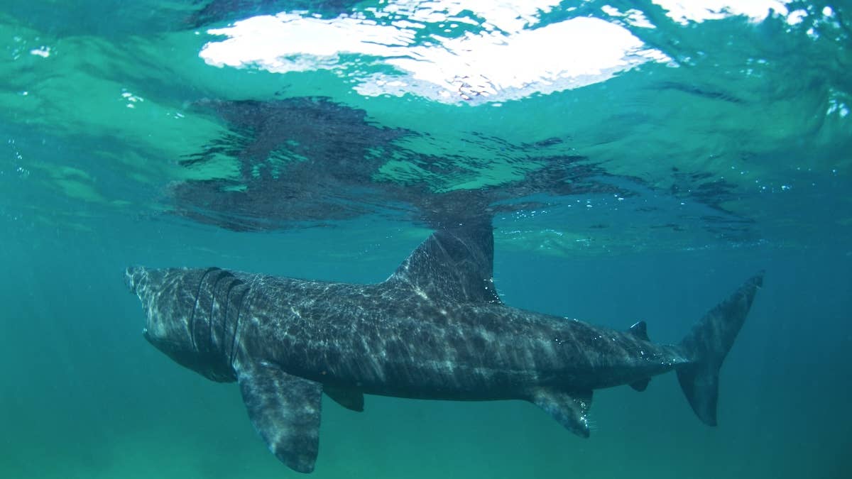 Yahoo lifestyle home