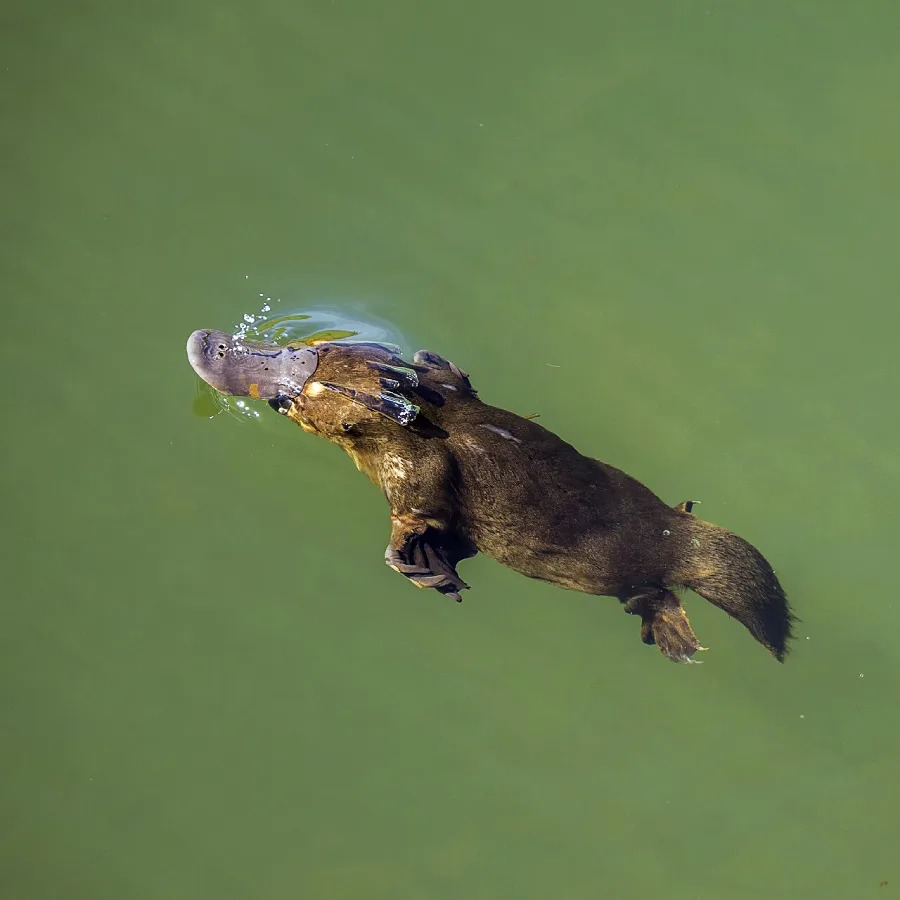 A platypus swims at the surface of greenish water, with bubbles rising from its bill and its webbed feet visible beneath the water.