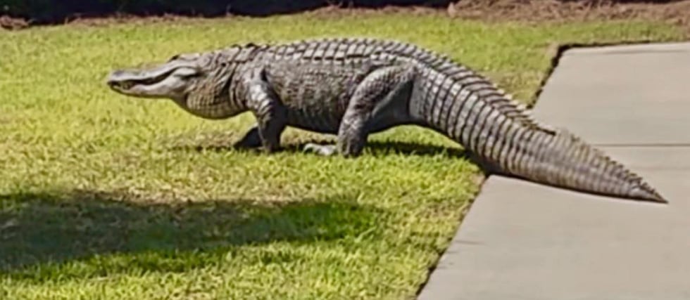 Alligator in Southport, N.C.