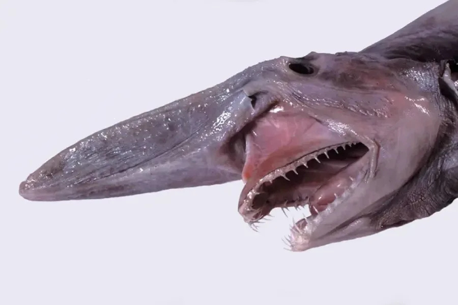 A close-up of a goblin shark with its mouth open, displaying sharp teeth and an elongated, flat snout against a plain light background.