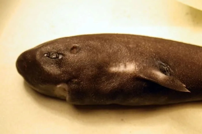 <p>On this pocket shark, you can see the pouch opening just behind the fin. </p><p class="copyright">©M. Grace/NOAA/NMFS/SEFSC/Mississippi Laboratories, Public domain, via Wikimedia Commons – <a href="https://upload.wikimedia.org/wikipedia/commons/8/8c/Pocket_shark_noaa_2.jpg" rel="nofollow noopener" target="_blank" data-ylk="slk:Original;elm:context_link;itc:0;sec:content-canvas" data-yga="{"yLinkElement":"context_link","yModuleName":"content-canvas","yLinkText":"Original"}" class="link ">Original</a> / <a href="https://upload.wikimedia.org/wikipedia/commons/8/8c/Pocket_shark_noaa_2.jpg" rel="nofollow noopener" target="_blank" data-ylk="slk:License;elm:context_link;itc:0;sec:content-canvas" data-yga="{"yLinkElement":"context_link","yModuleName":"content-canvas","yLinkText":"License"}" class="link ">License</a></p>