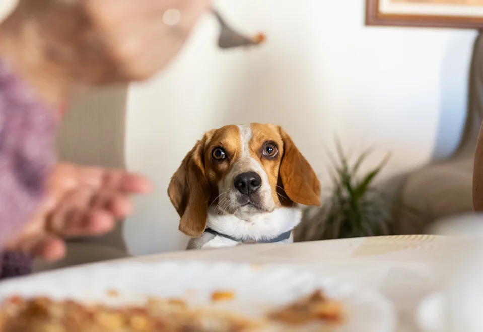 A beagle sits at a dining table, looking attentively at food, surrounded by people enjoying a meal