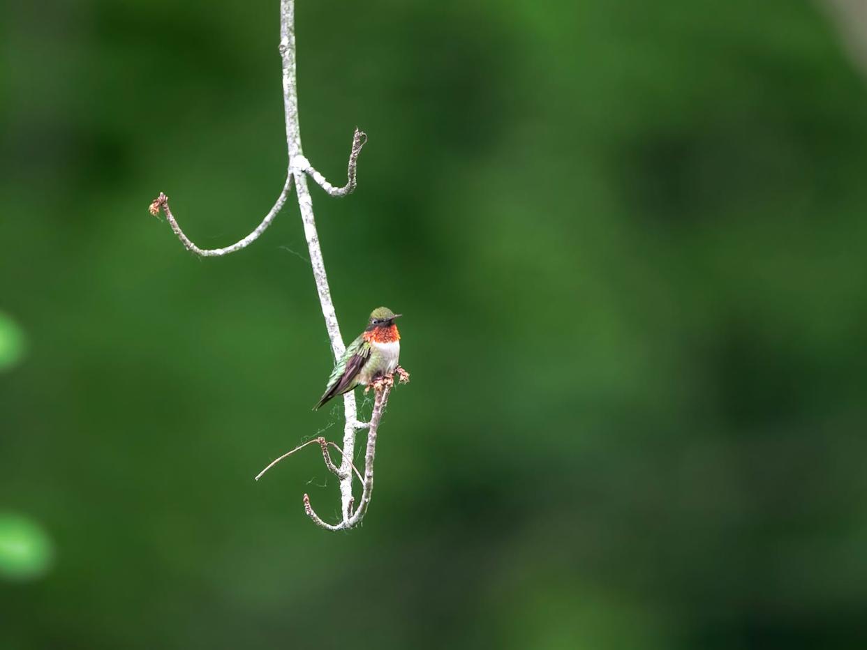 ruby throated hummingbird sitting on tree